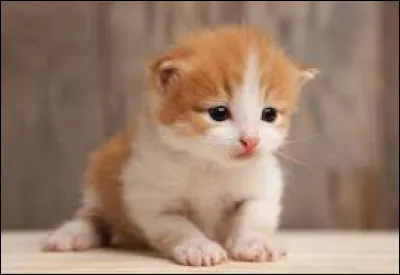 Combien de grammes peuvent peser les chatons à leur naissance ?