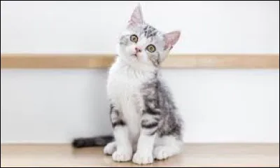 Lorsqu'ils sont adultes, quelle taille font-ils environ ?