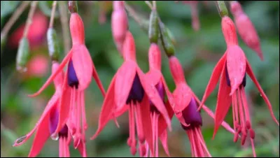 Trouvez-moi le nom de cette plante !