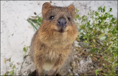 Qu'il est mignon cet animal !
Mais quel est son nom ?