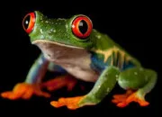 Quiz Grenouilles et crapauds