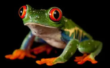 Quiz Animaux