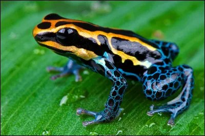 Dans quelle région du monde vivent les dendrobates, des petites grenouilles colorées et toxiques ?
