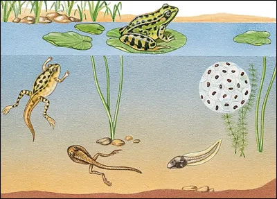 Comment appelle-t-on les larves des grenouilles et des crapauds ?