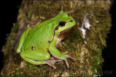 Quelle est cette grenouille verte vivant dans les forêts et pouvant grimper aux arbres ?