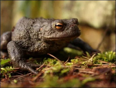 Dans les contes de fées, en quoi se transforme généralement le crapaud s'il est embrassé par une princesse ?