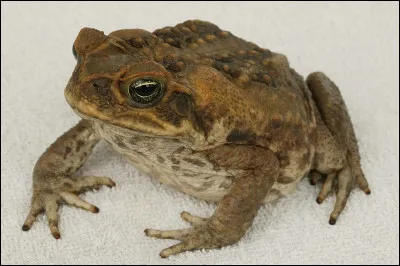 Quel nom porte cette espèce de crapaud, considérée comme la plus grosse du monde ?