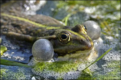 Quel est le cri de la grenouille et du crapaud ?