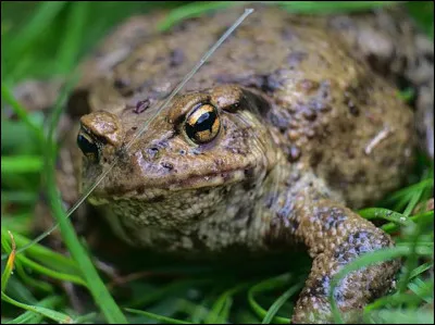 Quel instrument de musique peut être dit "crapaud" ?