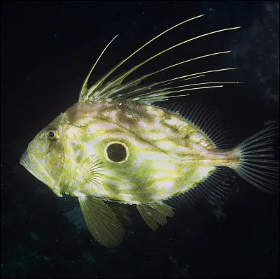 Le duzamé, qu'est-ce que c'était ?