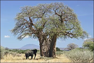 Quel est le nom de cet arbre typique de l'Afrique tropicale ?