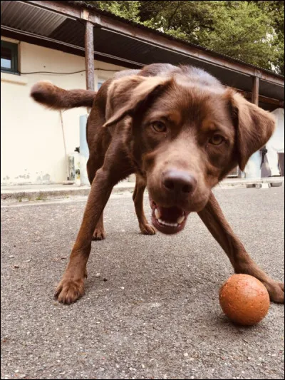 Pour info : avant de faire ce quizz vous pouvez aller sur le site de la SPA du pays de Saint-Malo. 
Un petit zoom sur Rocky un de leurs chiens (peut-être que quand vous êtes en train de faire ce quiz il est déjà adopté et ça vaut pour tous les autres animaux).
De quelle race est-il ?