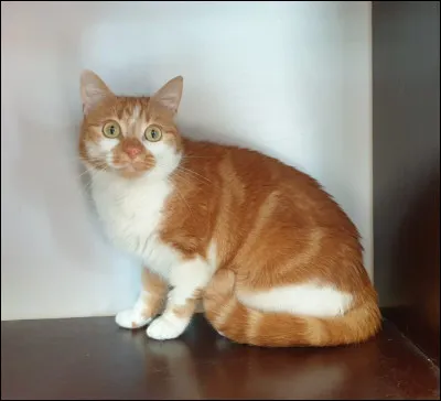 Quel est le nombre moyen de chats adoptés chaque année ?