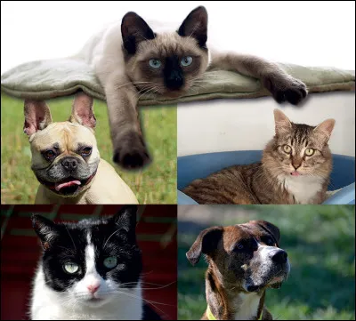 Combien danimaux stérélisent-ils chaque année ?