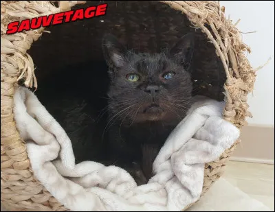 Regardez ce vieux chat ! Il sappelle Olly ! Cest un chat en sauvetage mais pourquoi est-il arrivé au refuge ?