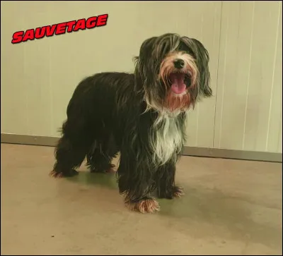 Regardez cette vieille chienne ! Elle sappelle Inès ! Cest une chienne en sauvetage mais pourquoi est-elle arrivée au refuge ?