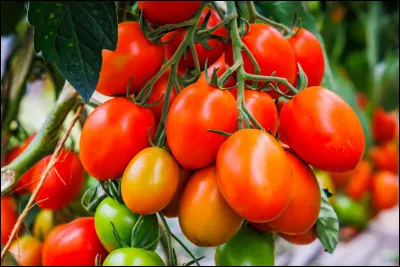 Quel nom n'est pas celui d'une variété de tomates ?