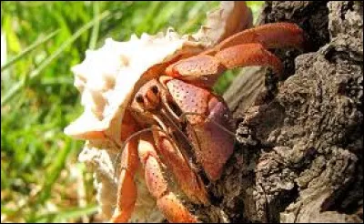 Km 106,6 : Montgiscard. Bernard Maris a écrit pour différents journaux : Marianne, Le Nouvel Observateur, Le Figaro Magazine, Le Monde. Il a tenu, sous un pseudonyme, une chronique économique dans Charlie Hebdo. Quel était ce pseudo ?