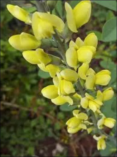 Km 84,4 : Sainte-Foy-d'Aigrefeuille. Autrefois prospère grâce au pastel, qu'est-ce qui est venu achever cette culture ?