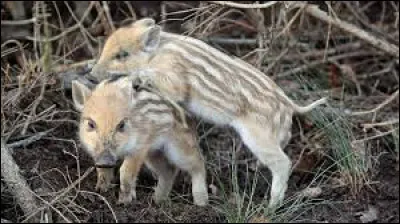 Km 97,3 : Labastide-Beauvoir. Par quel cours d'eau, la commune risque-t-elle des inondations ?