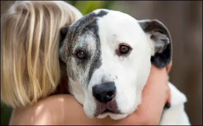 Avec les animaux, que fais-tu ?