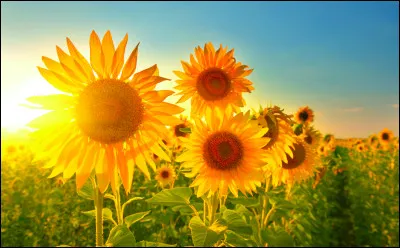 Dans quel pays le tournesol est-il un symbole végétal ?