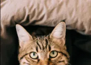 Quiz Les chats