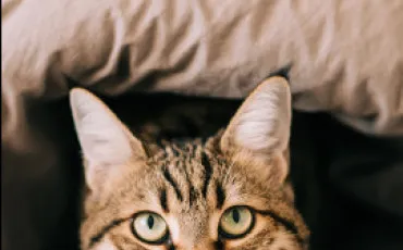 Quiz Animaux