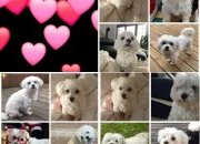 Test Quel chien vous correspond le plus ?