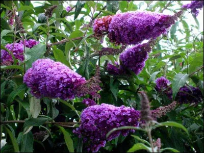 Sous quel nom le ''Buddleia de David'' est-il plus commun&eacute;ment appel&eacute; ?