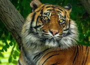 Test Pourrais-tu incarner un tigre ?