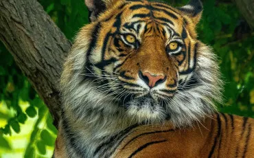 Quiz Animaux