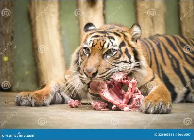 Manges-tu beaucoup de viande ?