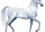 Quiz Connais-tu bien Equideow ?