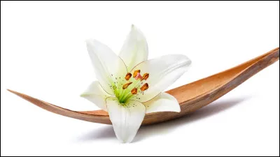 Aimes-tu ''Demon Slayer'' ?