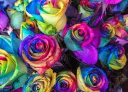 Quiz Les couleurs en anglais