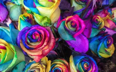 Quiz Couleurs