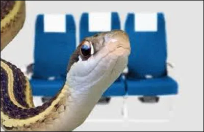 En quelle année est sorti le film intitulé "Des serpents dans l'avion" ?