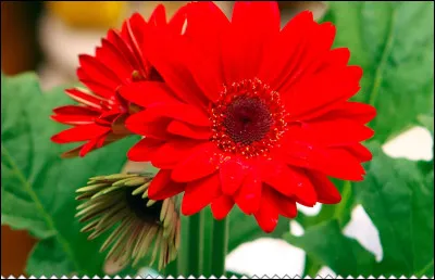 Botanique : Quelle plante originaire d'Afrique du Sud est aussi appelée marguerite du Transvaal ?