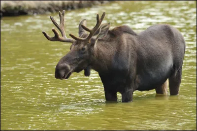 Animaux : L'élan est le plus grand cervidé vivant sur Terre. Sous quel nom est-il connu en Amérique du Nord ?