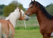 Quiz Connaissez-vous bien les chevaux ?