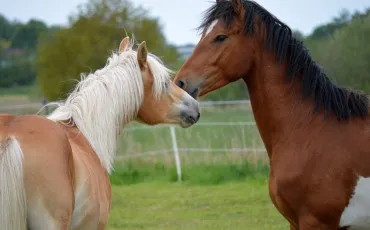 Quiz Chevaux