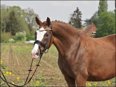 Quelle est la robe de ce cheval ?