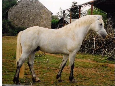 Quelle est la race de ce cheval ?