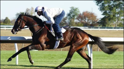 Quelle est la race de ce cheval ?