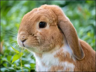 Je suis à la recherche d'un lapin crétin !