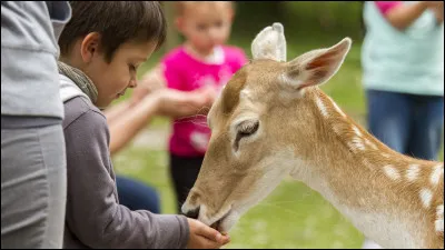 Déjà, aimes-tu voir des animaux ?