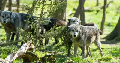 Aimes-tu quand il faut beaucoup marcher ?