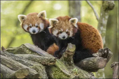 Aimes-tu quand les animaux ont des grands enclos ?