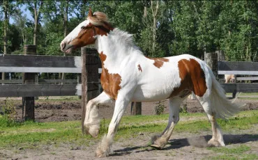 Quiz Galop 1